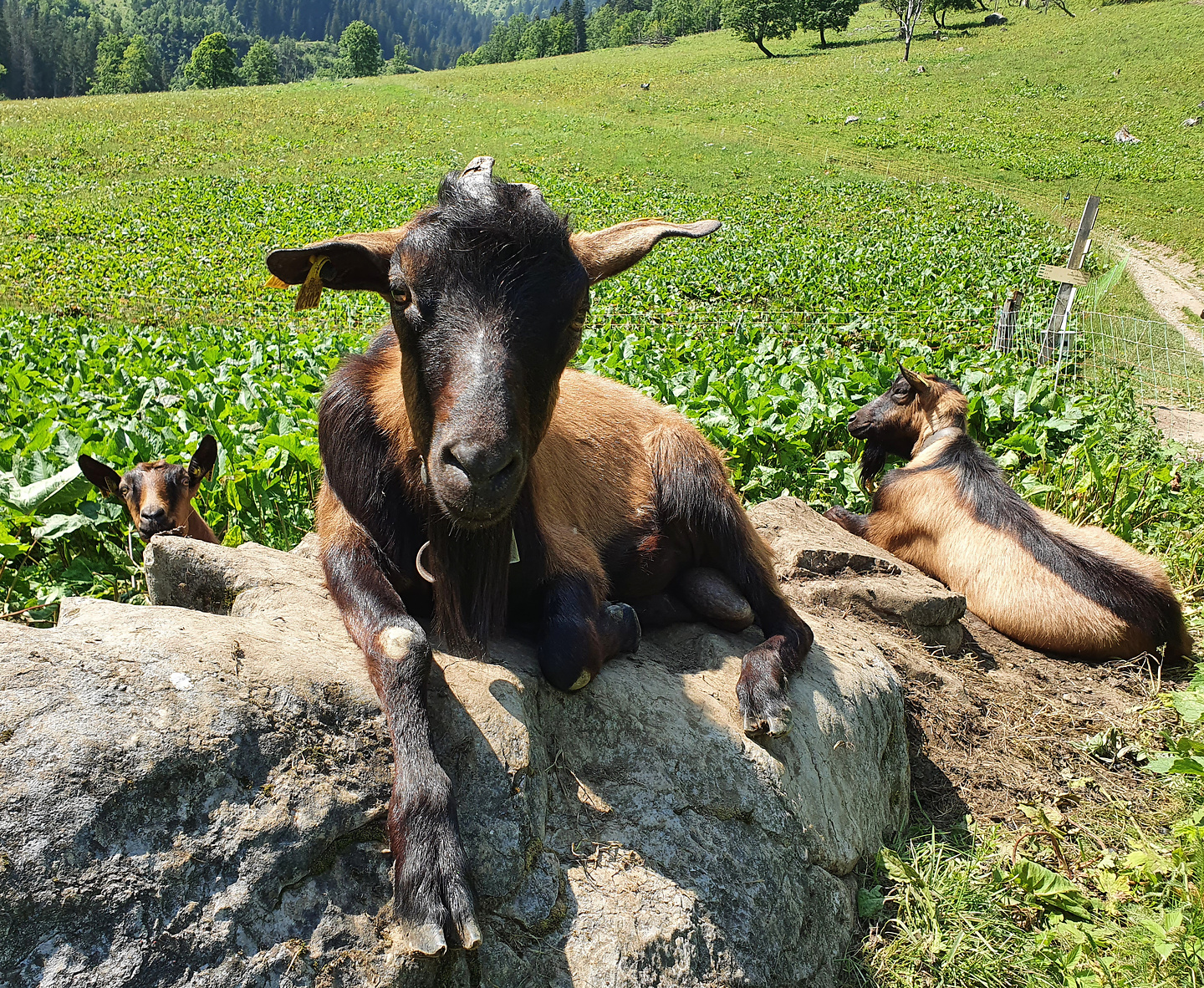 annes-goats.jpg