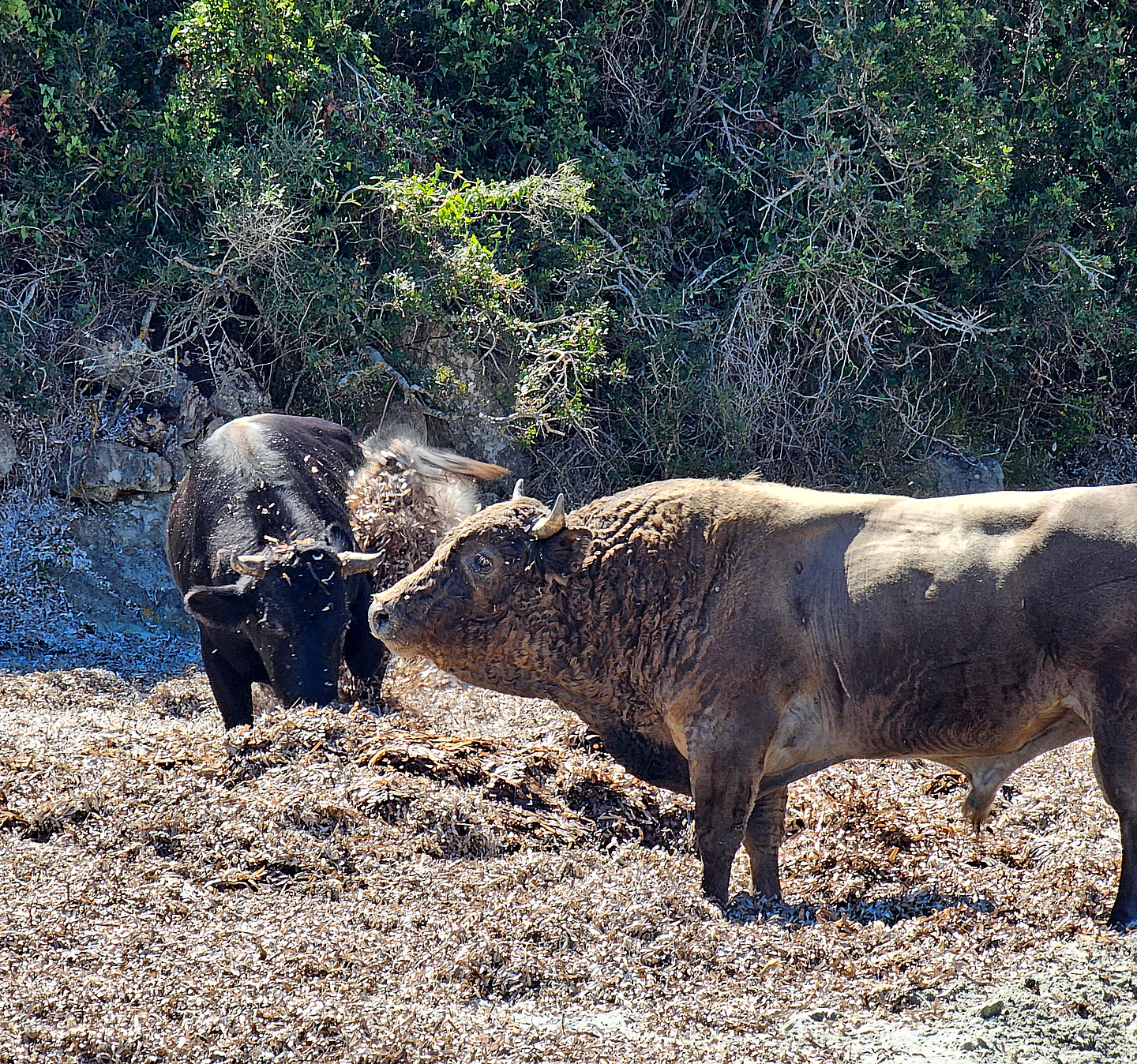 agriates-bulls.jpg