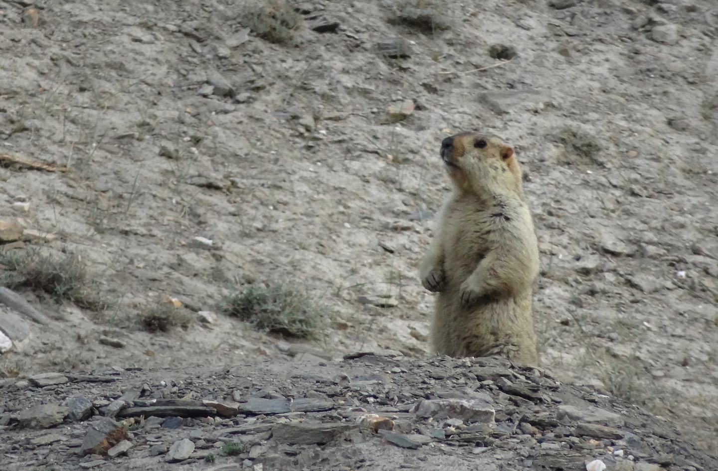 hankar-marmot.jpg