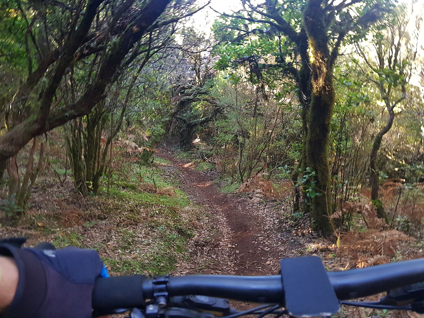 fanal-trail1.jpg