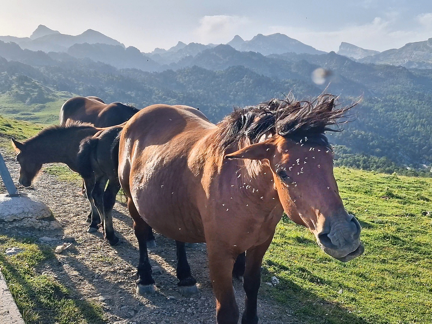 belagua-horses0.jpg