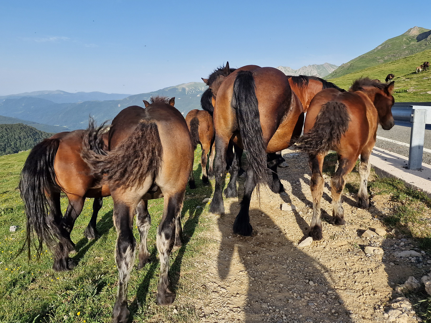 belagua-horses3.jpg