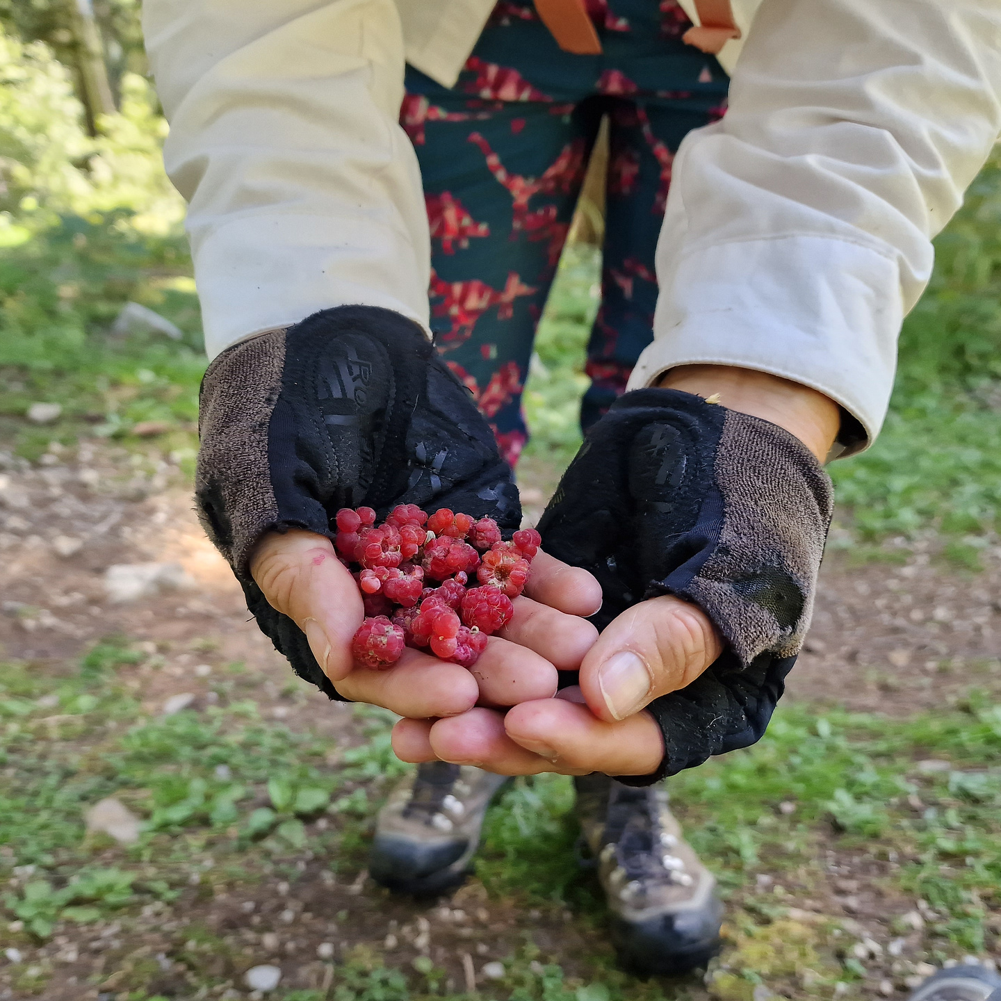 daolasa-berries.jpg