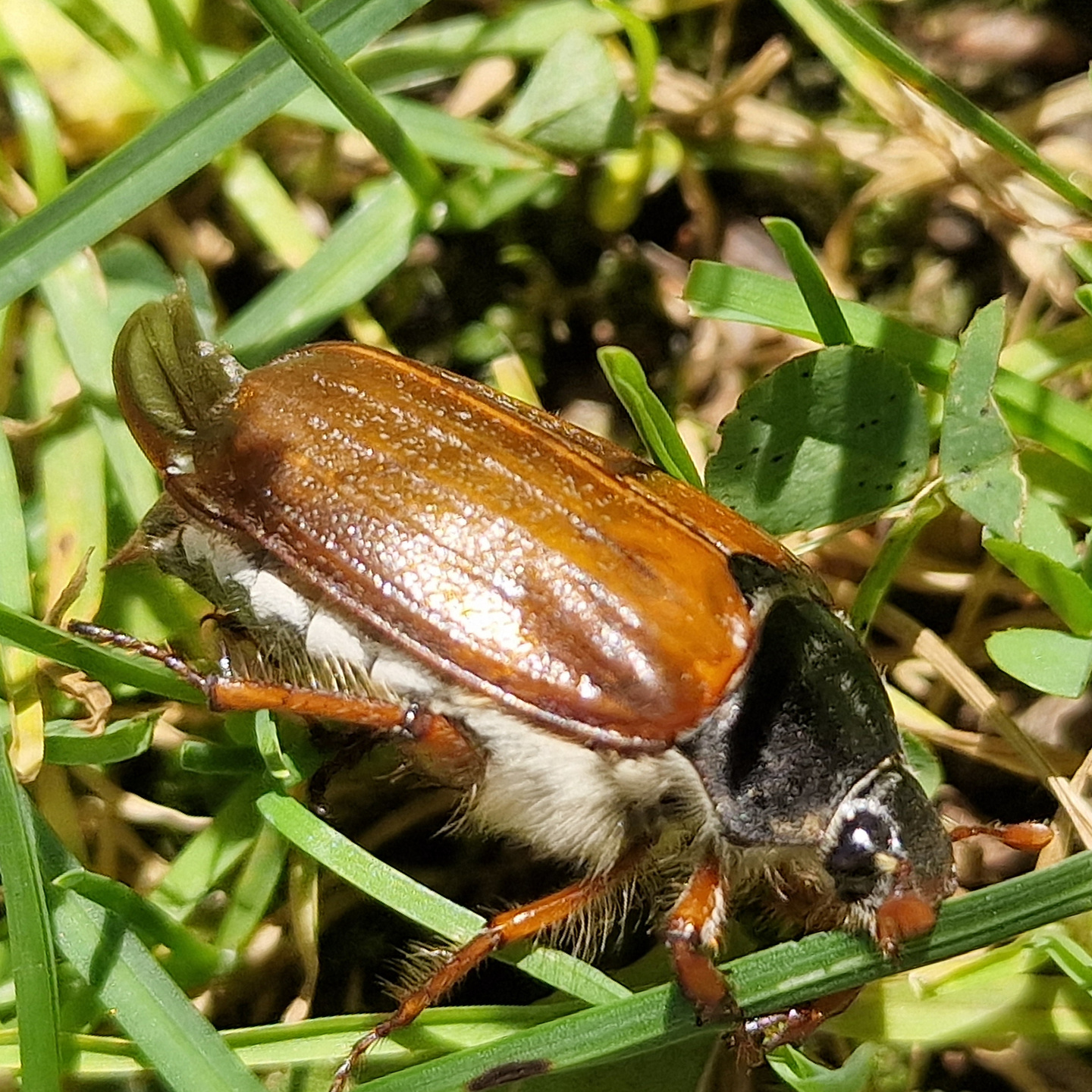 lindus-beetle.jpg