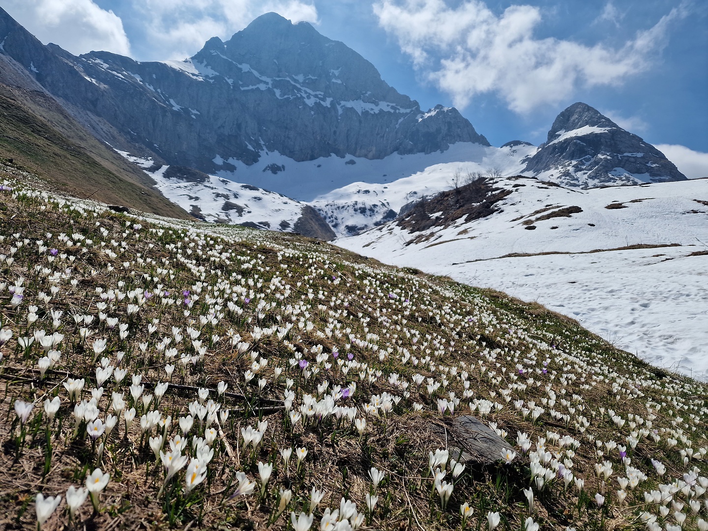 branchino-passo2.jpg