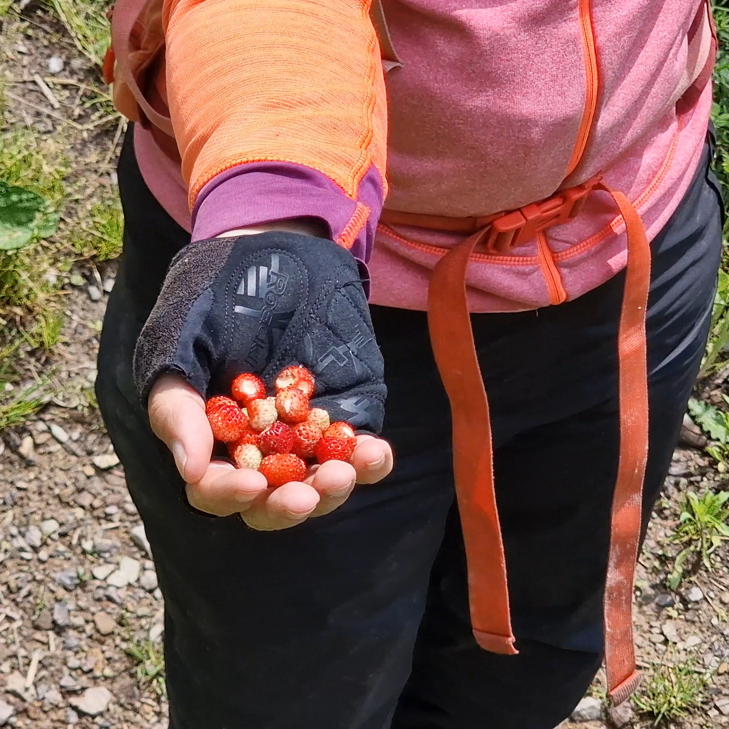 lander-strawberries.jpg