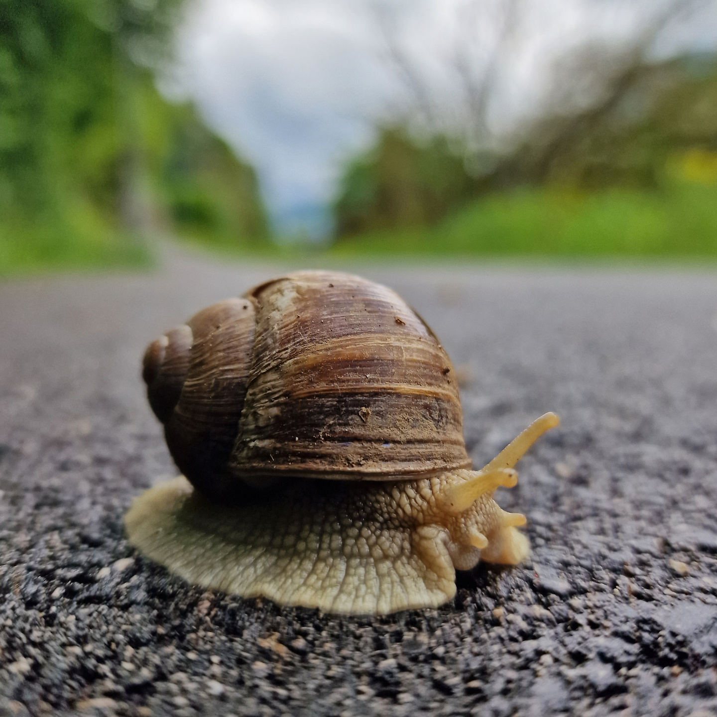 ledro-snail.jpg