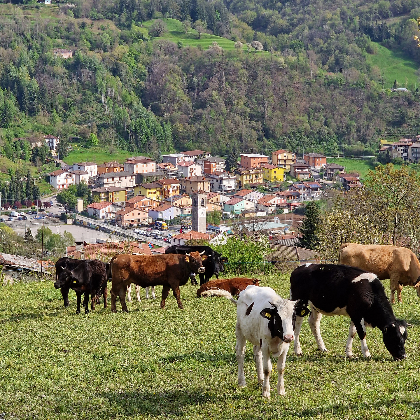 lividino-cows.jpg