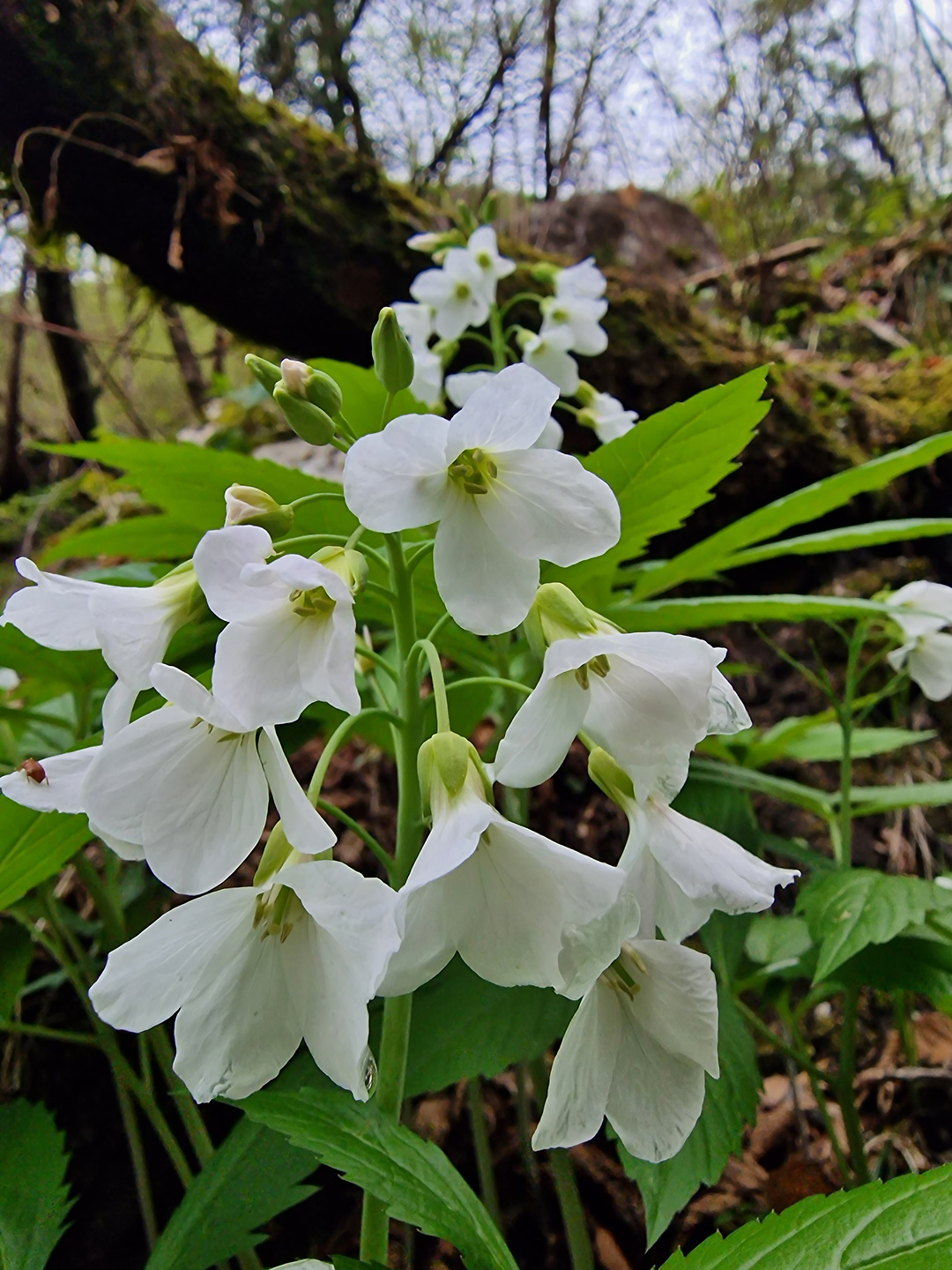 sovere-flower.jpg